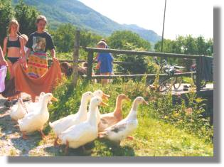 "Entenwaschung " auf dem Hafnerhof